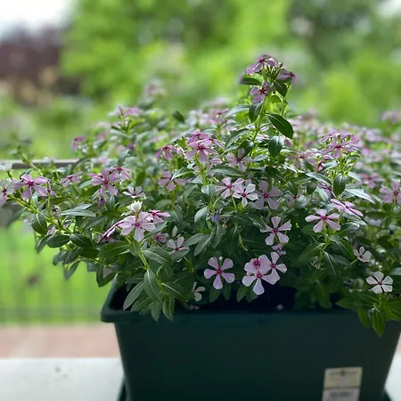 Residenza 38 Casa vacanze